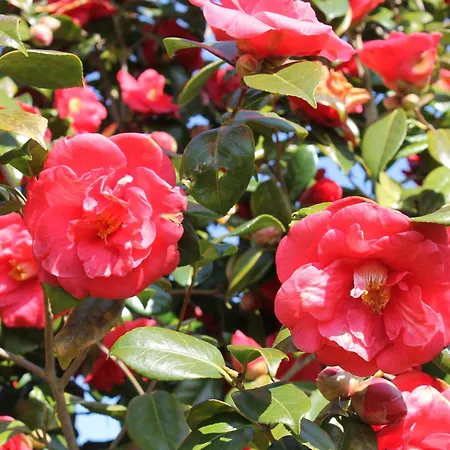 Estrela Do Norte Bed & Breakfast *