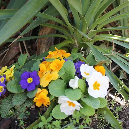 Estrela Do Norte Nocleg ze śniadaniem