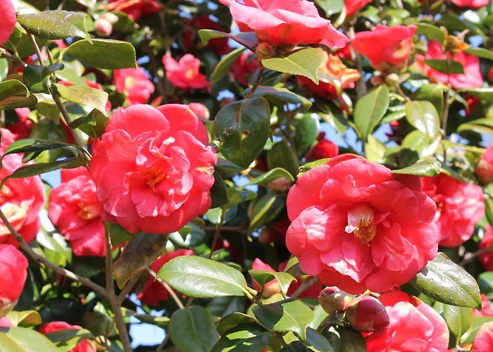 Estrela Do Norte Отель типа 